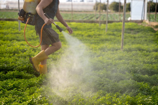 Wasp Removal Services in Shoshone, ID